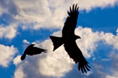 Low angle view of silhouette bird flying against sky