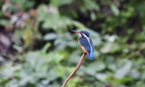 Close-up of a bird perching on a branch