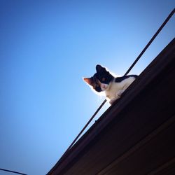 Low angle view of dog against clear blue sky