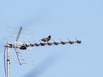 Low angle view of birds perching on power lines against clear sky