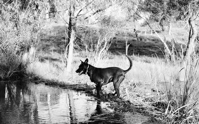 Dog standing in a lake