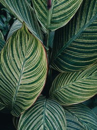 Full frame shot of leaves