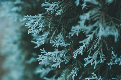 Close-up of snow on plant