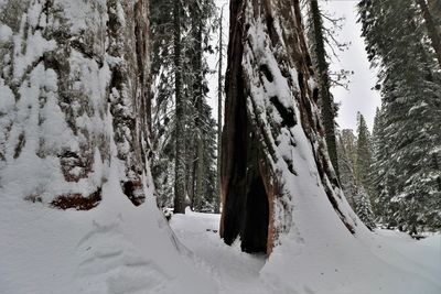 Trees on snow covered landscape