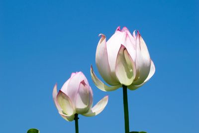 Low angle view of lotus water lilies blooming against clear blue sky