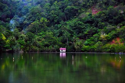 Scenic view of lake against trees in forest