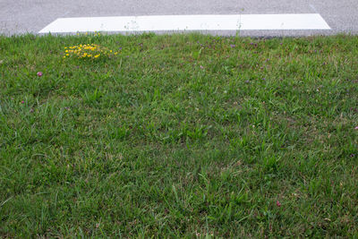 High angle view of grassy field