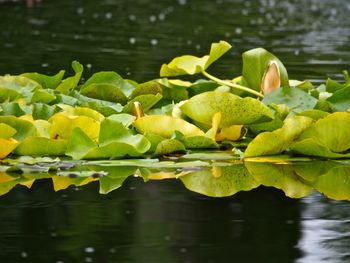 Close-up of lotus water lily in lake