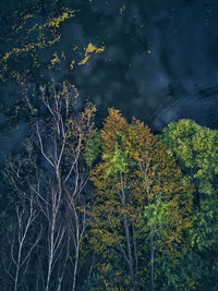 Directly above view of fallen trees floating on lake after storm