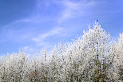 Low angle view of flower tree against blue sky