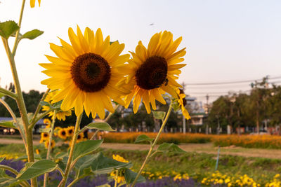 Close-up of yellow sunflower in field