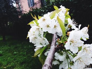 Close-up of white flowers