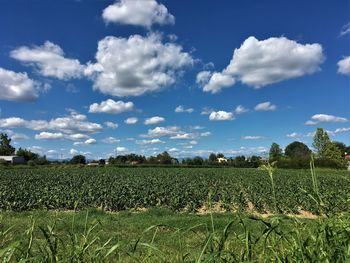 Scenic view of agricultural field against sky