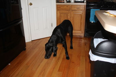 Close-up of dog on hardwood floor