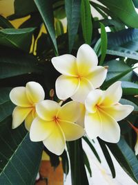 Close-up of yellow flowering plant