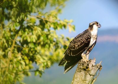 Low angle view of owl perching on tree