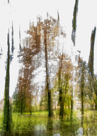 Trees growing on field against sky