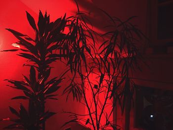 Red tree against sky at night