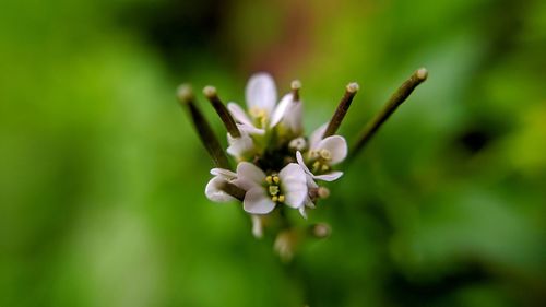 Close-up of white flowering plant