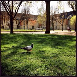 Bird on grassy landscape