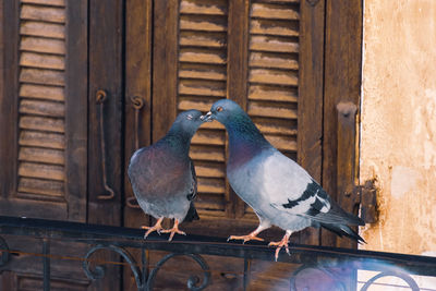 Close-up of birds perching on wood