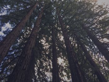 Low angle view of redwood trees in forest at sonoma county