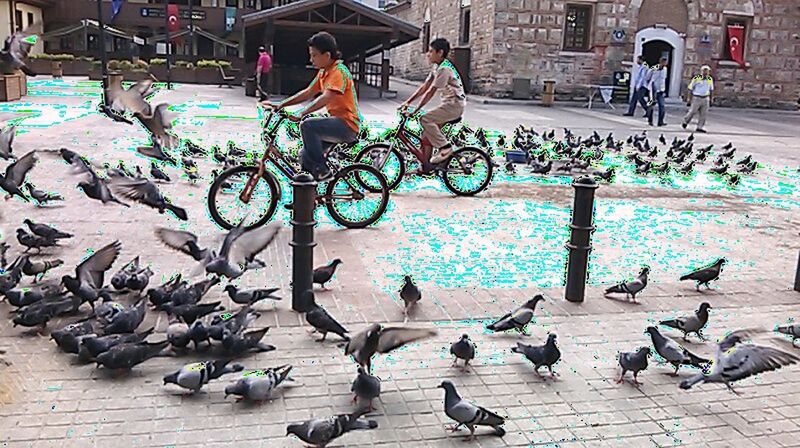 bird, building exterior, built structure, architecture, animal themes, pigeon, cobblestone, men, full length, animals in the wild, city, wildlife, lifestyles, sunlight, street, outdoors, day, leisure activity