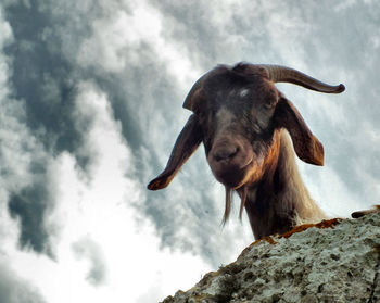 Low angle view of goat sitting on rock against cloudy sky