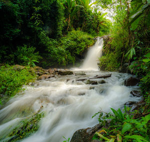 Scenic view of waterfall in forest