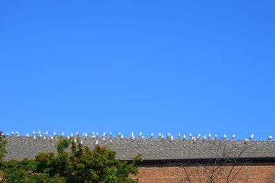 Birds flying against clear blue sky