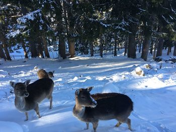 Flock of sheep on snow covered field