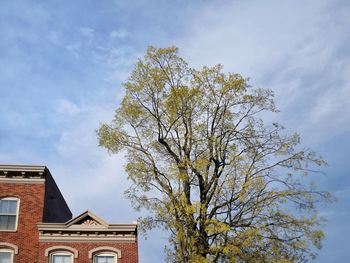 Low angle view of tree and building against sky