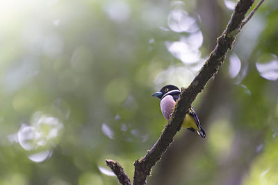 Bird beautiful color black and yellow broadbill eury laimus ocromalus small cute