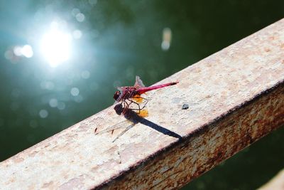 Dragonfly on metal during sunny day