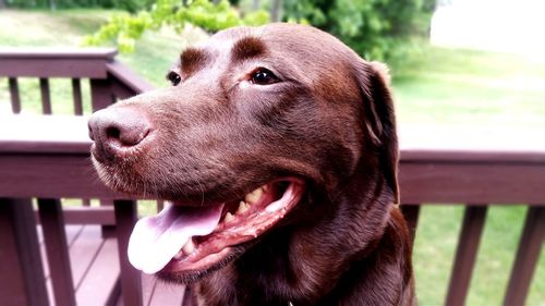 Close-up of chocolate labrador sticking out tongue in yard