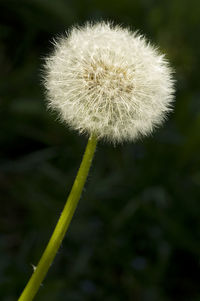 Close-up of dandelion against blurred background