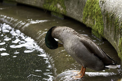 Close-up of duck drinking water