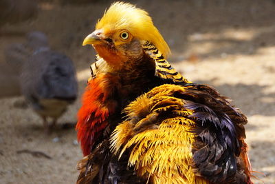 Close-up of male golden pheasant preening its feather