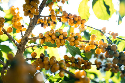 Low angle view of fruits growing on tree