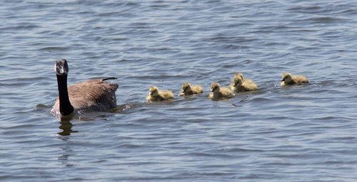 Ducks swimming in lake