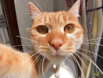 Close-up portrait of a cat