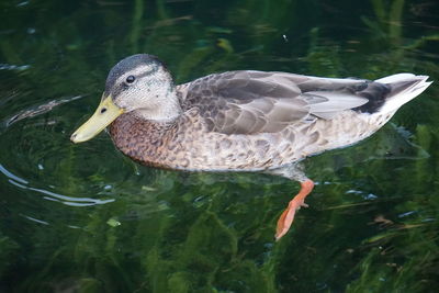 Duck swimming in lake