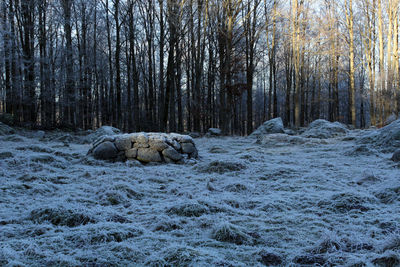 Scenic view of waterfall in forest during winter