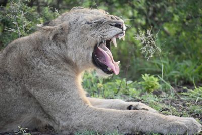 Close-up of a cat yawning