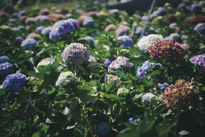 Close-up of purple flowering plants