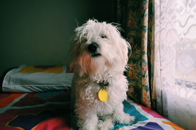 Close-up portrait of dog