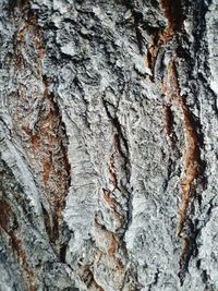 Full frame shot of tree trunk