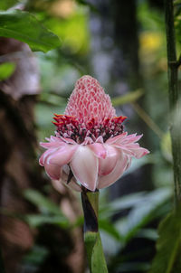 Close-up of pink rose flower