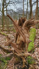 Tree trunk in forest