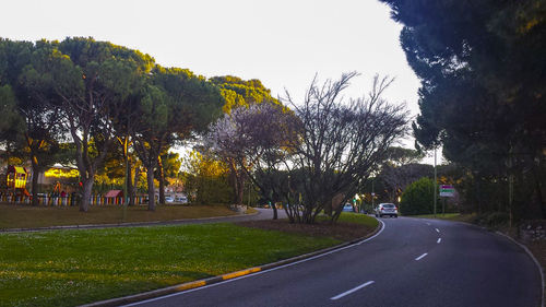 Empty road along trees